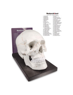 Modelo Anatómico de Cráneo Humano 1:1 Medarchitect