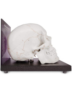 Modelo Anatómico de Cráneo Humano 1:1 Medarchitect 2