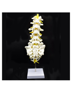Modelo Anatómico Columna Lumbar Humana XINDAM 38.1 cm