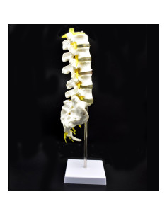 Modelo Anatómico Columna Lumbar Humana XINDAM 38.1 cm 2