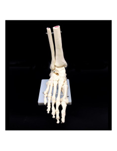 Modelo Anatómico de Esqueleto del Pie Humano XINDAM 24cm