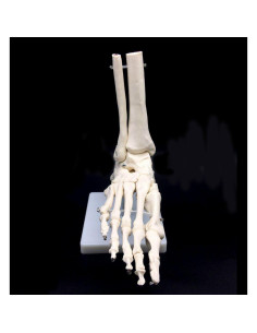 Modelo Anatómico de Esqueleto del Pie Humano XINDAM 24cm 2