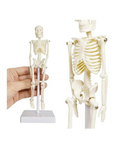 Esqueleto Humano de 21cm con Columna Vertebral - Modelo Educativo