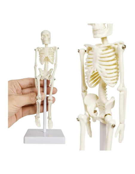 Esqueleto Humano de 21cm con Columna Vertebral - Modelo Educativo