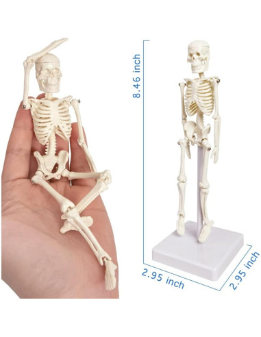 Esqueleto Humano de 21cm con Columna Vertebral - Modelo Educativo