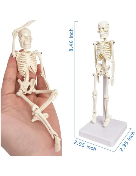Esqueleto Humano de 21cm con Columna Vertebral - Modelo Educativo