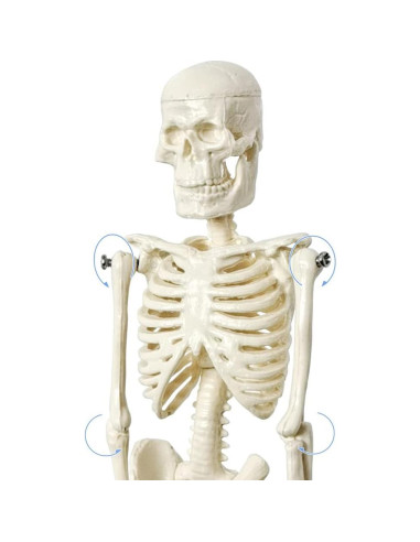 Esqueleto Humano de 21cm con Columna Vertebral - Modelo Educativo