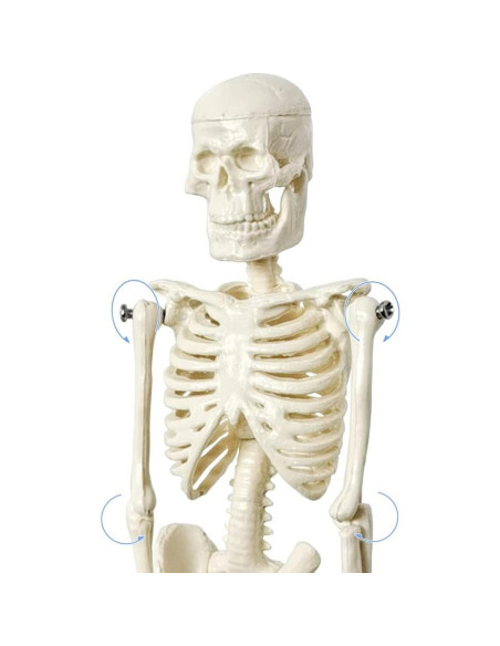 Esqueleto Humano de 21cm con Columna Vertebral - Modelo Educativo
