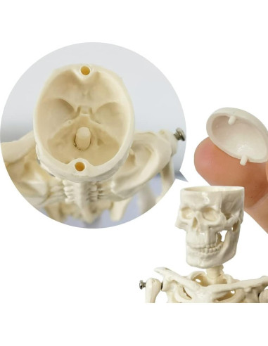 Esqueleto Humano de 21cm con Columna Vertebral - Modelo Educativo