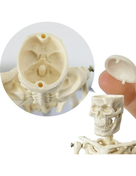Esqueleto Humano de 21cm con Columna Vertebral - Modelo Educativo