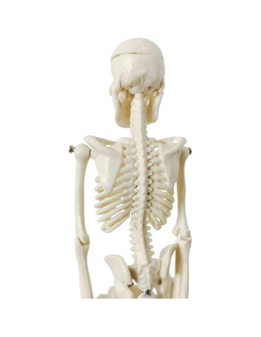 Esqueleto Humano de 21cm con Columna Vertebral - Modelo Educativo