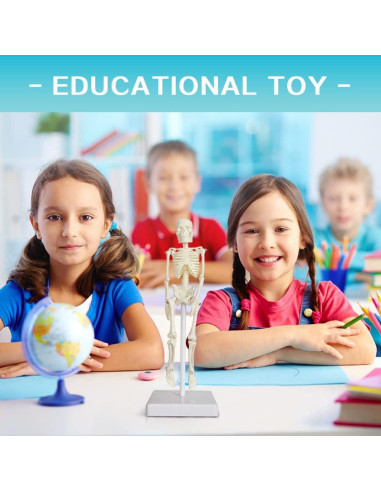 Esqueleto Humano de 21cm con Columna Vertebral - Modelo Educativo