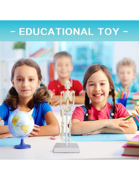 Esqueleto Humano de 21cm con Columna Vertebral - Modelo Educativo
