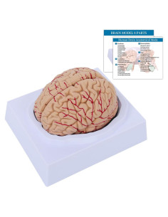 Modelo Anatómico de Cerebro Humano SFXYJ 8 Partes Tamaño Real