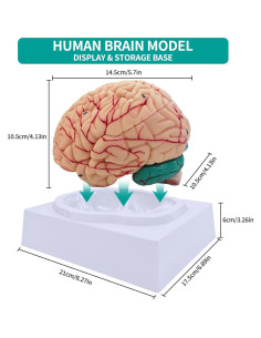 Modelo Anatómico de Cerebro Humano SFXYJ 8 Partes Tamaño Real 2
