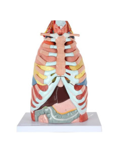 Modelo de Anatomía Cardiopulmonar 15 Partes Axis Scientific