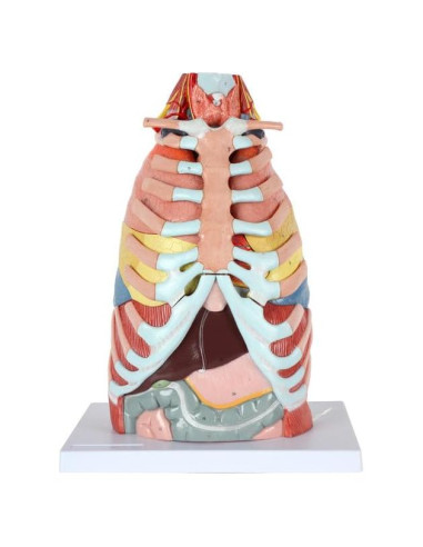 Modelo de Anatomía Cardiopulmonar 15 Partes Axis Scientific