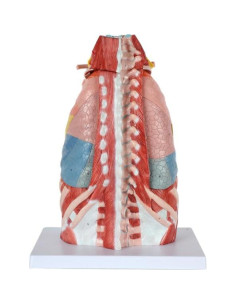 Modelo de Anatomía Cardiopulmonar 15 Partes Axis Scientific 2