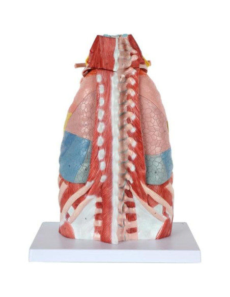 Modelo de Anatomía Cardiopulmonar 15 Partes Axis Scientific