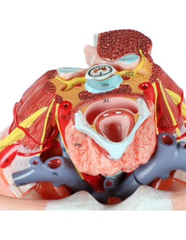 Modelo de Anatomía Cardiopulmonar 15 Partes Axis Scientific