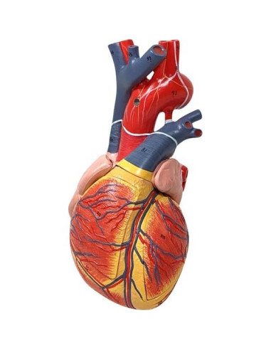 Modelo de Anatomía Cardiopulmonar 15 Partes Axis Scientific
