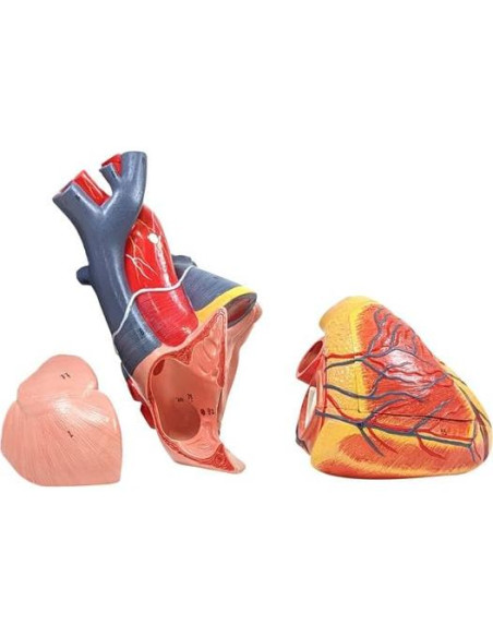 Modelo de Anatomía Cardiopulmonar 15 Partes Axis Scientific