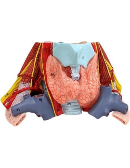 Modelo de Anatomía Cardiopulmonar 15 Partes Axis Scientific