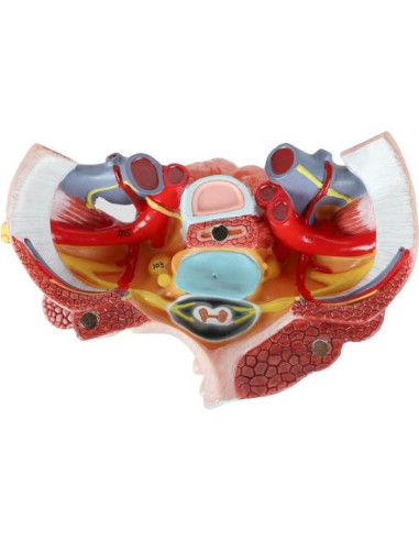 Modelo de Anatomía Cardiopulmonar 15 Partes Axis Scientific