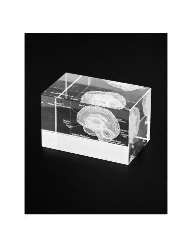 Modelo Anatómico del Cerebro Humano 3D QWORK - Sujetapapeles de Cristal