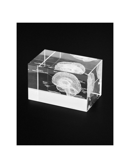 Modelo Anatómico del Cerebro Humano 3D QWORK - Sujetapapeles de Cristal