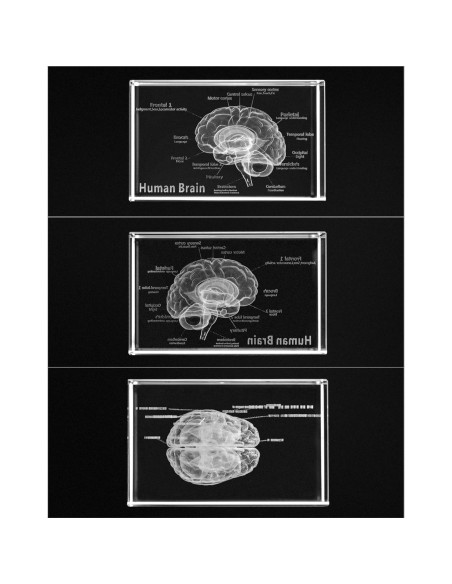 Modelo Anatómico del Cerebro Humano 3D QWORK - Sujetapapeles de Cristal
