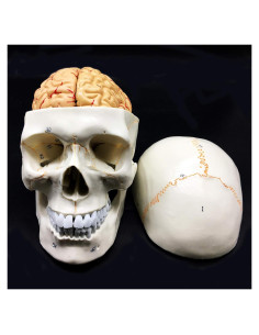 Modelo Anatómico de Cráneo Humano con Cerebro 8 Partes PVC