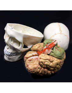 Modelo Anatómico de Cráneo Humano con Cerebro 8 Partes PVC 2
