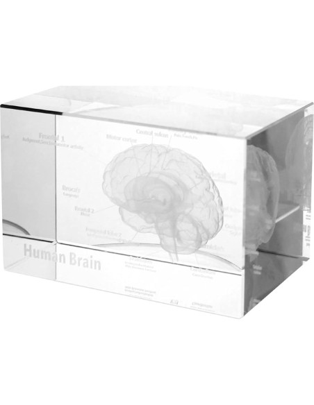 Modelo Anatómico del Cerebro Humano 3D QWORK - Sujetapapeles de Cristal