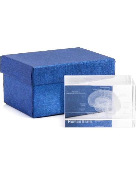 Modelo Anatómico del Cerebro Humano 3D QWORK - Sujetapapeles de Cristal