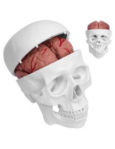 Modelo Anatómico de Cráneo Humano y Cerebro 3 Partes 21x18x15cm