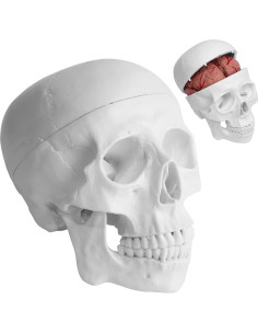 Modelo Anatómico de Cráneo Humano y Cerebro 3 Partes 21x18x15cm 2