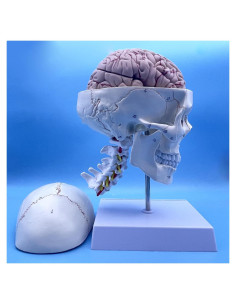 Modelo Anatómico de Cráneo y Cerebro Humano con Vértebras Cervicales