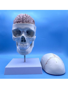 Modelo Anatómico de Cráneo y Cerebro Humano con Vértebras Cervicales 2