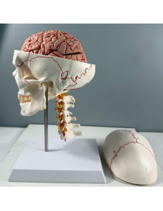 Modelo de Anatomía del Cráneo y Cerebro Humano Haobase 11 Piezas 2