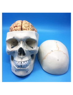 Modelo Anatómico de Cráneo y Cerebro Humano QSMYS 25cm