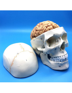 Modelo Anatómico de Cráneo y Cerebro Humano QSMYS 25cm 2