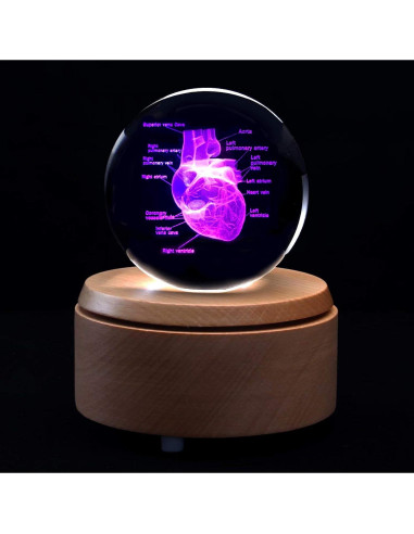 Sujetapapeles 3D Corazón Humano XINDAM con Base LED 8.13 cm