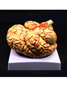 Modelo de Cerebro Humano XINDAM 8 Partes 13.5x12.7x16 cm 2