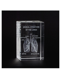 Modelo de Pulmón Humano en Cristal K9 3D Ultrassist 7.69cm