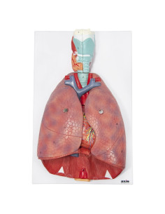 Modelo de Pulmón Humano y Sistema Respiratorio Axis Scientific - 7 Piezas