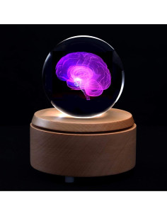 Modelo Anatómico Cerebro Humano 3D en Cristal con Base LED 2