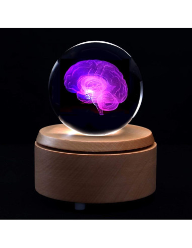Modelo Anatómico Cerebro Humano 3D en Cristal con Base LED