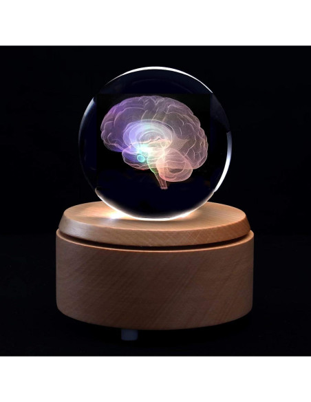Modelo Anatómico Cerebro Humano 3D en Cristal con Base LED