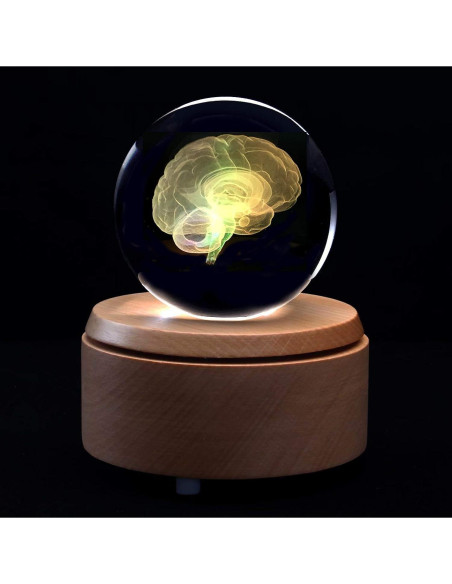 Modelo Anatómico Cerebro Humano 3D en Cristal con Base LED